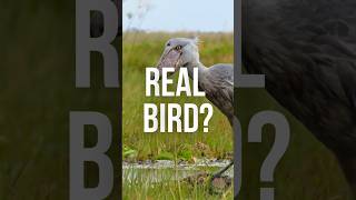 Something about this feels ancient👀 #Shocknexa #Animals #Nature #Birds #WeirdAnimals #Wildlife