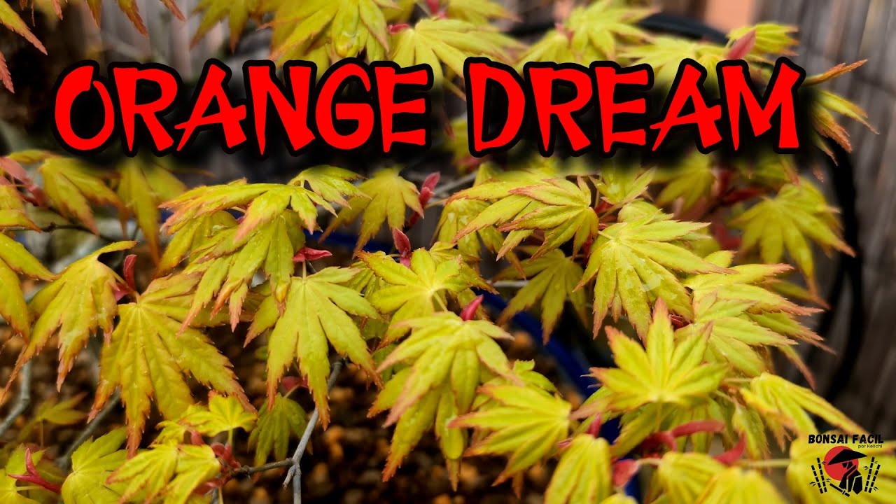 Acer Orange Dream: coloración en brotación