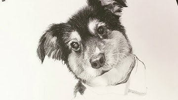 Time lapse Drawing of a Toy Australian Shepherd Dog - by Karen Governale