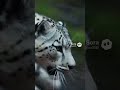 Gravity-defying pursuit near the massive Buddha statue and waterfall. 🤯 #Wildlife #Climbing