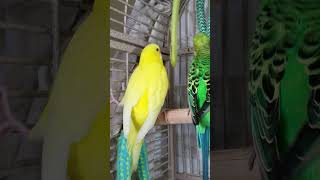 Parakeets Eating, #shorts Cute Budgies Chirping. Reduce Stress of lonely Birds