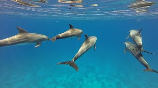 تزاوج الدلافين ?? Bottlenose dolphins /dolphin world Egypt ??? redsea