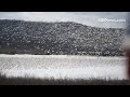 100,000 snow geese return to Middle Creek Wildlife Management Area, March 17, 2015.