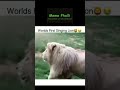 World's First Singing Lion | Meme | Meme Phalli | #memes #shorts
