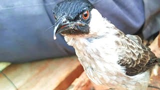 wah ini mantap broo !! pikat BURUNG KUTILANG PARUH ELANG