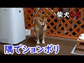 隅でションボリ