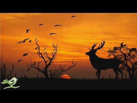 Relaxing Piano Music: Sleep, Meditation & Relaxation | Instrumental Background Music