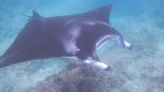 Compare the Diving and Snorkeling at Vilamendhoo, Maldives  2017