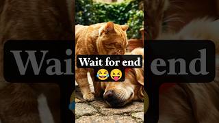 Sleeping Dog Gets Pranked by Sneaky Cat 😂 | Funny Animal Moment #funny