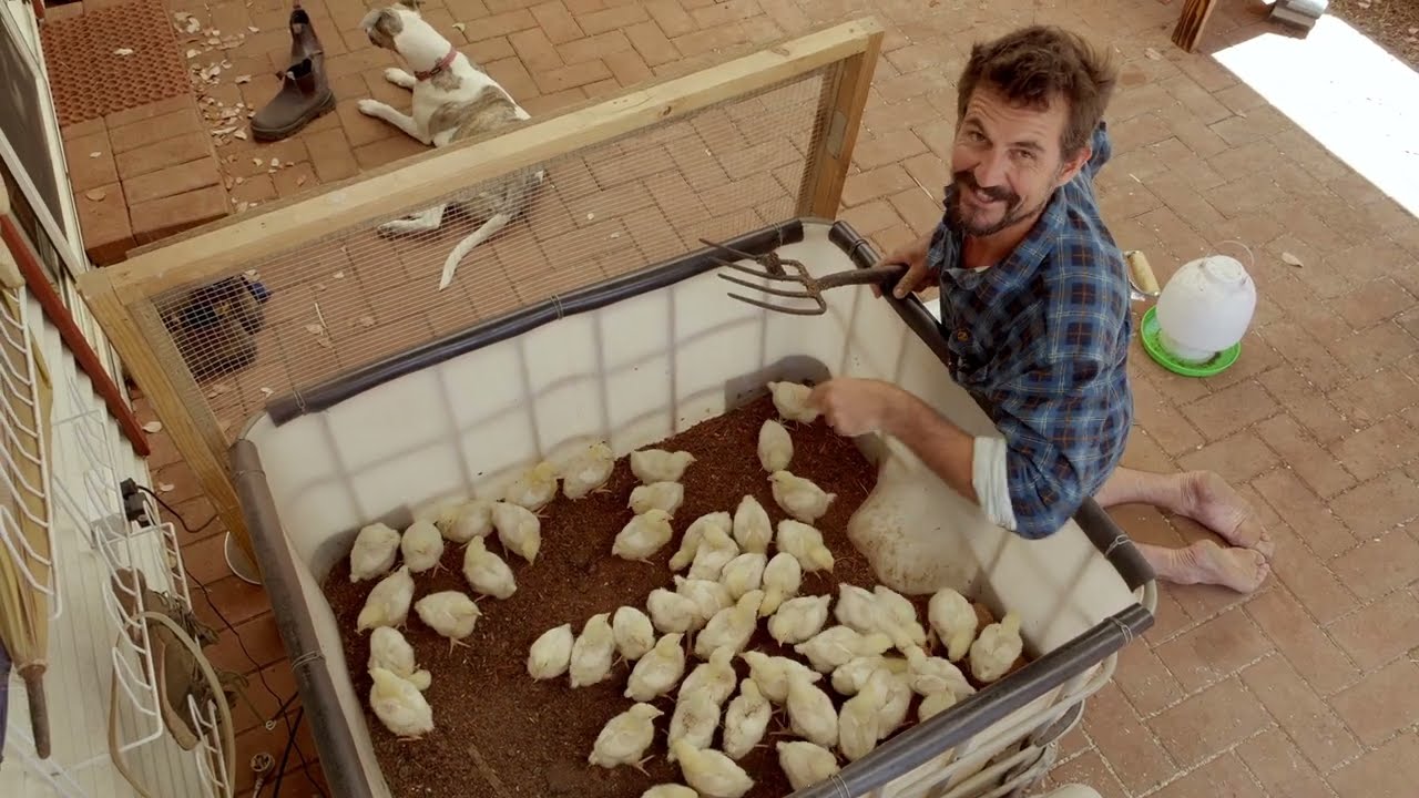 Would you try to raise enough chicken for 1 Year? – Free Range Homestead Ep 33