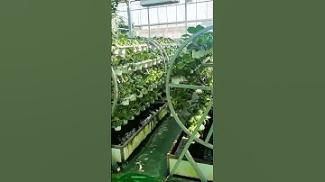 Super Fast Hydroponic Harvest! Advanced Rotating System! #hydroponics #innovation #shorts