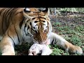 Big Cats + Turkeys = Bone Crunching!