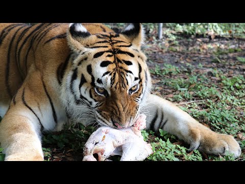 Big Cats + Turkeys = Bone Crunching!