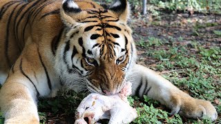 Big Cats + Turkeys = Bone Crunching!