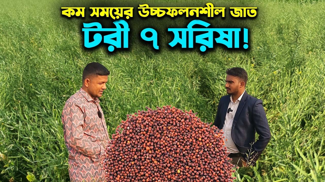 স্বল্পমেয়াদী খাটো জাতের উচ্চফলনশীল টরী ৭ সরিষা চাষ | Ep-1040