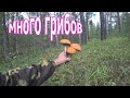 Много грибов  |  Грибнои сезон открыт