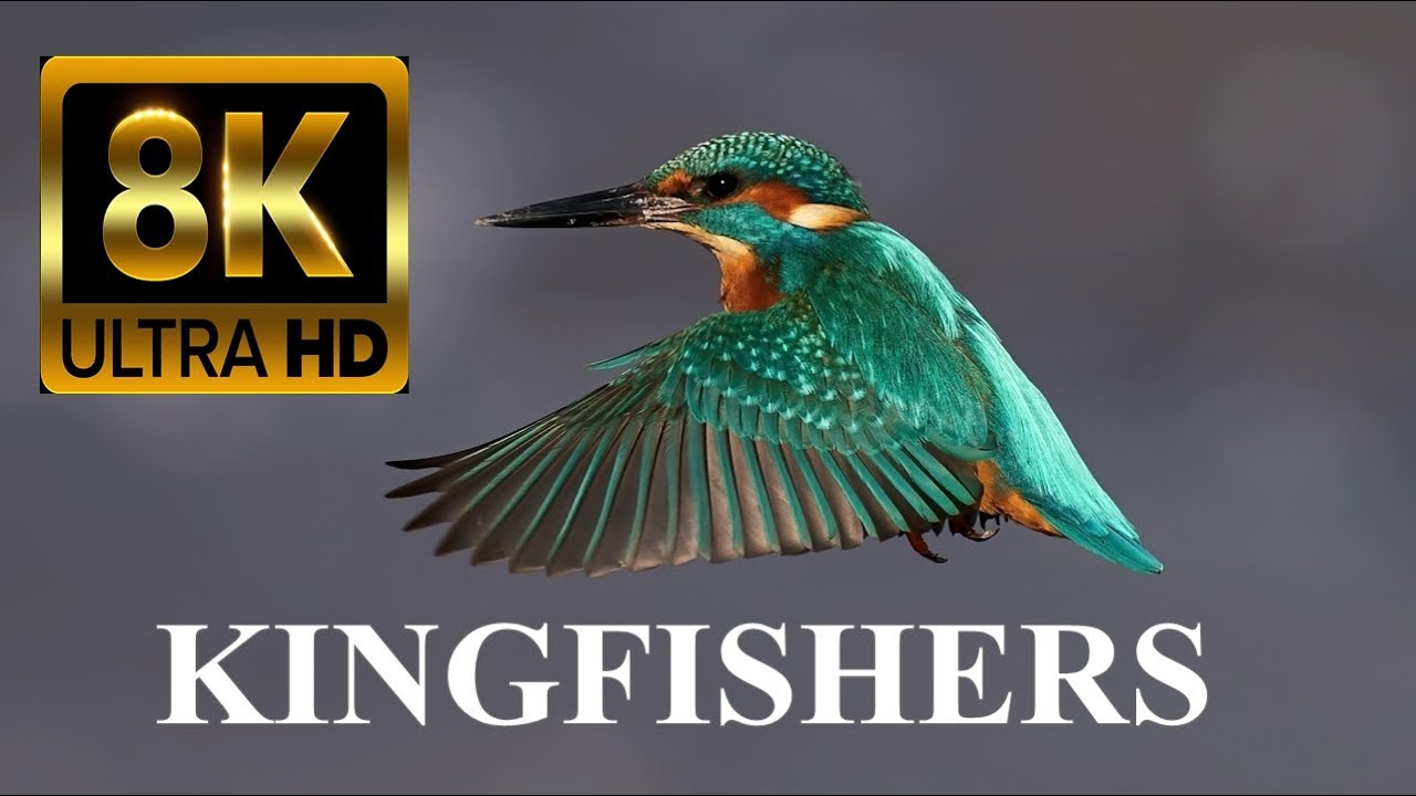 WORLD OF BIRDS 8K Ultra HD Kingfishers YouTube WORLD OF BIRDS 8K Ultra HD Kingfishers YouTube