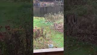 Deer Everywhere #deer #whitetail