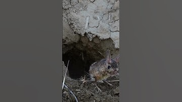 Jerboa Sounds  –  Spinosha TV | #youtubeshort  #short #shorts  #animals
