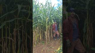 Milho Bp2201 Baspan Safra 2526