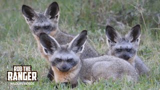 You Wont Believe How Many Bat-Eared Foxes Live Here!! | Lalashe Mara Ripoi Safari