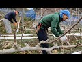 Japan fig garden and pruning fig in winterjaponya da incir bahcesinde kis budamasi
