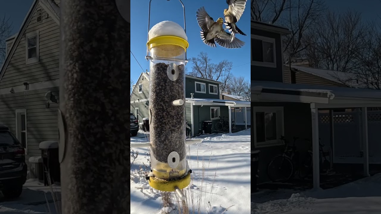 One Hour of Tranquility: Close-Up Yellow Finches in the Winter Landscape