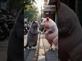 Đụng độ giang hồ Chợ Lớn: Mèo học võ 1 ngày vs Heo xăm mình 😏