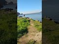 Striped Bass Fish Site