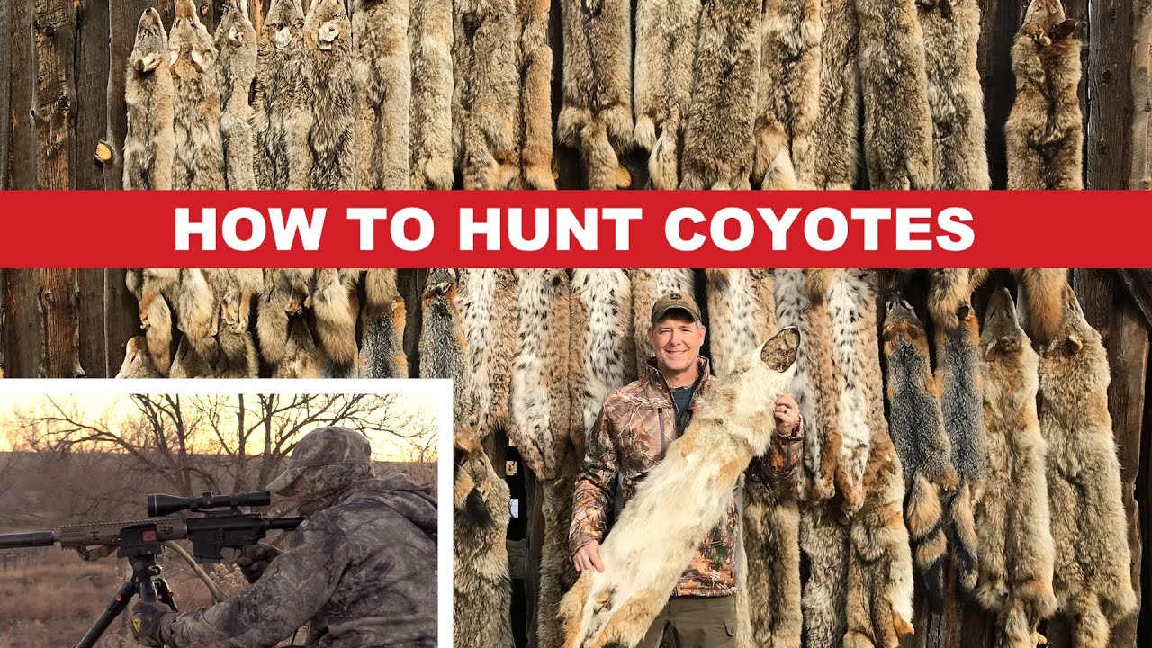 How To Hunt Coyotes YouTube how-to-hunt-coyotes-youtube