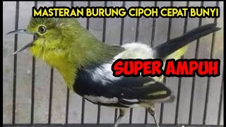 masteran burung cipoh macet bunyi II masteran burung sirtu cepat bunyi