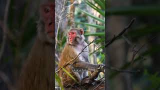 WILD MONKEYS IN FLORIDA | EVERYDAY WILD