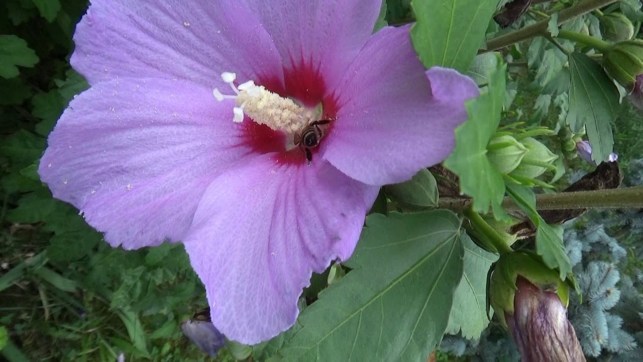 I like to watch the bees part 4 Gathering pollen from hibiscus flowers