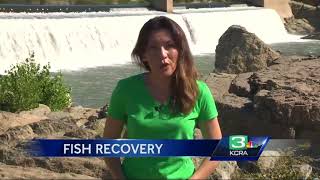 Thanks to experts, endangered fish begin to hatch in Feather River