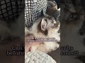 can we do it?! #foryou #fyp #viral #cat #subscribe #goals #cutcat #preppy #athestic #funnycat #cute