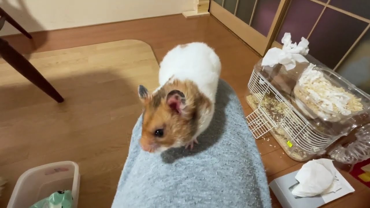 2026/7/27今日もハムちゃん大好き - YouTube