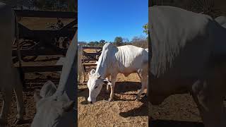 Na espera do bezerro nelore #gado #fazenda #pecuarista #agro #nelore #vaca #bezerra #vidanaroça