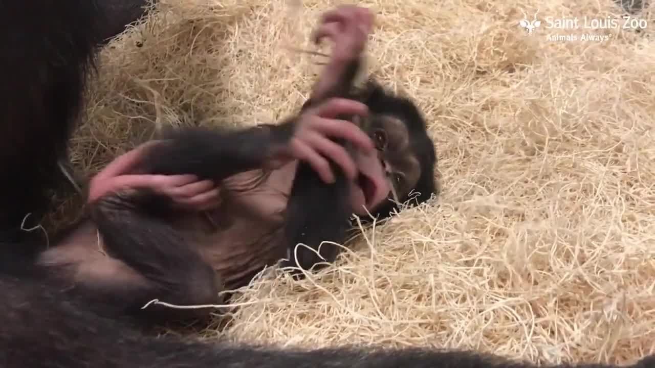 Saint Louis Zoo chimpanzee baby learning to crawl and stand - YouTube
