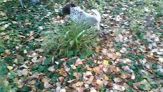 La felicità e il naso a terra di un cucciolo da tartufo cosa ci fa capire