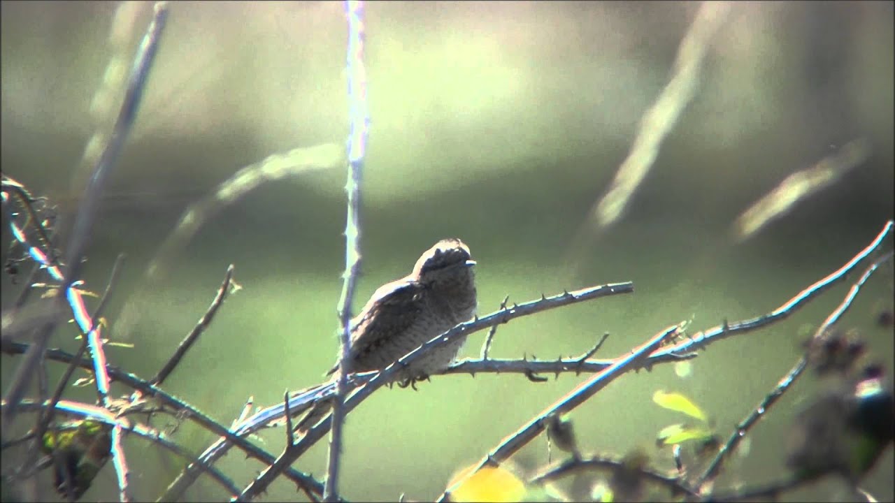 photography en español Wryneck