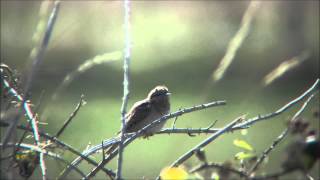 Wryneck