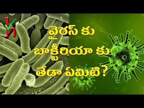 వైరస్ కు బాక్టీరియా కు తేడా ఏమిటి? | Virus vs Bacteria | Telugu | Knowledge in Hands