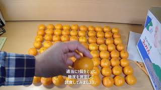 【糖度15度・激甘！】早生みかん(宮川早生) 小玉5kgの開封とレビュー【濃厚】