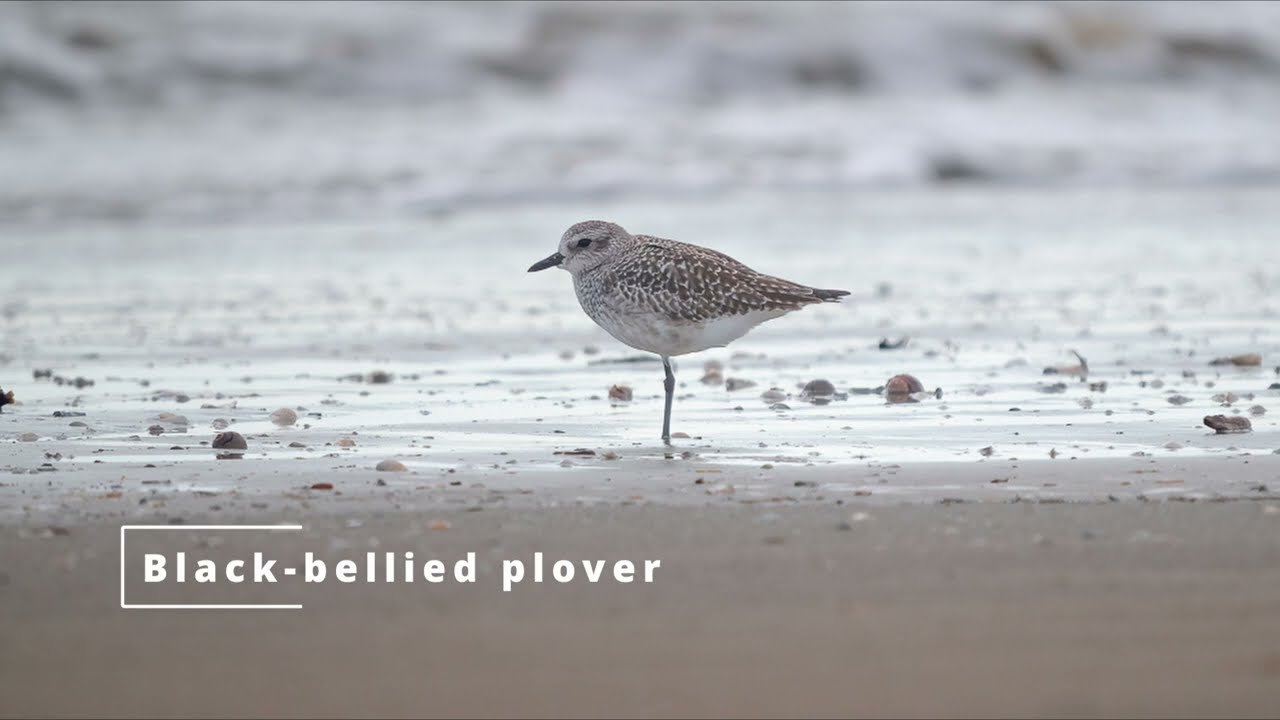 Birding Paradise: Exploring Southwest Louisiana's Avian Wonders (Cameron and Calcasieu Parishes)