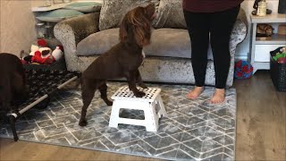 Teach your dog to pivot - Bella's-Trix & Training