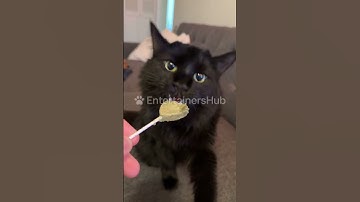 Catnip Addiction Be Like… 😂 | Funny Pets #catnip #viralcats #cutecats #catshorts #cats #funnypets