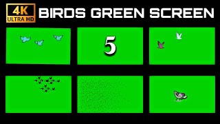 BIRDS - Green Screen Effects | Bird vfx | #greenscreen #greenscreeneffect #birdgreenscreen #birds