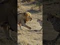 Cheetah Cornered by Lion!