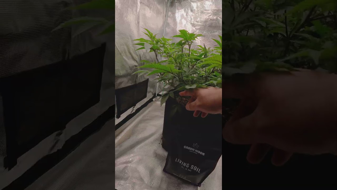 Grow Routine I TROP CHERRY VEG Week 5 I GREEN NODE Living Soil x Relentless Genetics