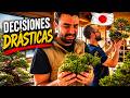 Oyakata corta el Ápice a un bonsai Junípero espectacular
